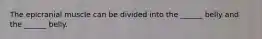The epicranial muscle can be divided into the ______ belly and the ______ belly.