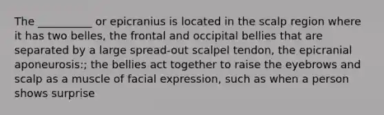 The __________ or epicranius is located in the scalp region where it has two belles, the frontal and occipital bellies that are separated by a large spread-out scalpel tendon, the epicranial aponeurosis:; the bellies act together to raise the eyebrows and scalp as a muscle of facial expression, such as when a person shows surprise