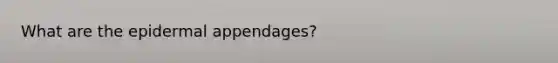 What are the epidermal appendages?