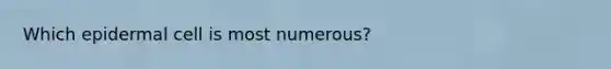 Which epidermal cell is most numerous?
