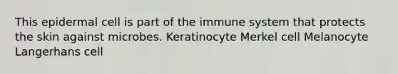 This epidermal cell is part of the immune system that protects the skin against microbes. Keratinocyte Merkel cell Melanocyte Langerhans cell