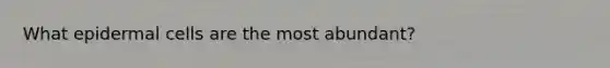 What epidermal cells are the most abundant?