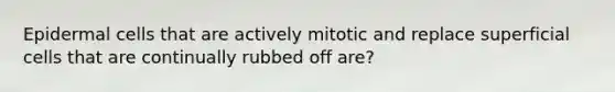 Epidermal cells that are actively mitotic and replace superficial cells that are continually rubbed off are?