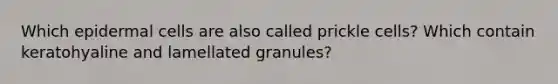 Which epidermal cells are also called prickle cells? Which contain keratohyaline and lamellated granules?