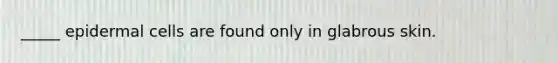 _____ epidermal cells are found only in glabrous skin.