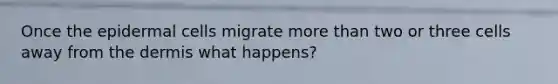 Once the epidermal cells migrate more than two or three cells away from <a href='https://www.questionai.com/knowledge/kEsXbG6AwS-the-dermis' class='anchor-knowledge'>the dermis</a> what happens?