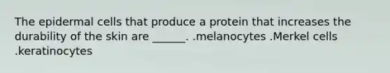 The epidermal cells that produce a protein that increases the durability of the skin are ______. .melanocytes .Merkel cells .keratinocytes