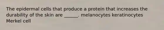 The epidermal cells that produce a protein that increases the durability of the skin are ______. melanocytes keratinocytes Merkel cell