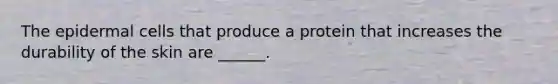 The epidermal cells that produce a protein that increases the durability of the skin are ______.