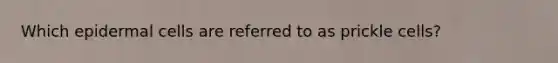 Which epidermal cells are referred to as prickle cells?