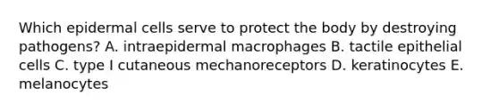 Which epidermal cells serve to protect the body by destroying pathogens? A. intraepidermal macrophages B. tactile epithelial cells C. type I cutaneous mechanoreceptors D. keratinocytes E. melanocytes