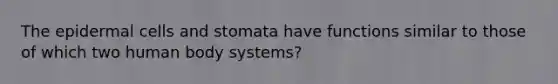 The epidermal cells and stomata have functions similar to those of which two human body systems?