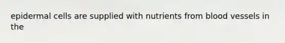 epidermal cells are supplied with nutrients from blood vessels in the