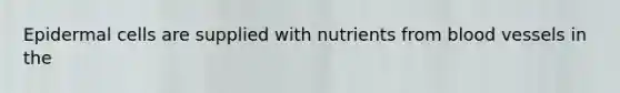Epidermal cells are supplied with nutrients from blood vessels in the