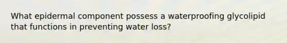 What epidermal component possess a waterproofing glycolipid that functions in preventing water loss?