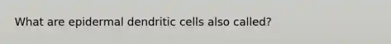 What are epidermal dendritic cells also called?