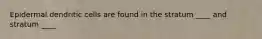Epidermal dendritic cells are found in the stratum ____ and stratum ____