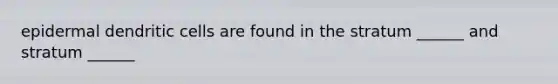 epidermal dendritic cells are found in the stratum ______ and stratum ______