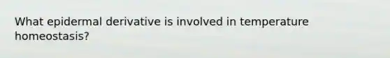 What epidermal derivative is involved in temperature homeostasis?