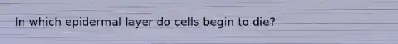 In which epidermal layer do cells begin to die?