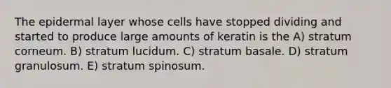 The epidermal layer whose cells have stopped dividing and started to produce large amounts of keratin is the A) stratum corneum. B) stratum lucidum. C) stratum basale. D) stratum granulosum. E) stratum spinosum.