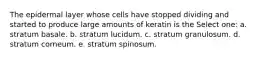 The epidermal layer whose cells have stopped dividing and started to produce large amounts of keratin is the Select one: a. stratum basale. b. stratum lucidum. c. stratum granulosum. d. stratum corneum. e. stratum spinosum.