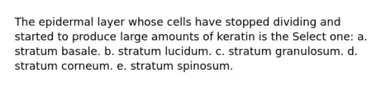 The epidermal layer whose cells have stopped dividing and started to produce large amounts of keratin is the Select one: a. stratum basale. b. stratum lucidum. c. stratum granulosum. d. stratum corneum. e. stratum spinosum.