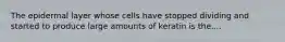 The epidermal layer whose cells have stopped dividing and started to produce large amounts of keratin is the....