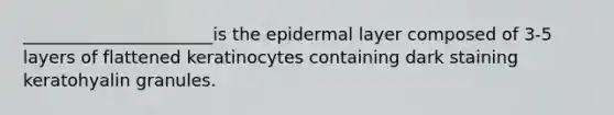 ______________________is the epidermal layer composed of 3-5 layers of flattened keratinocytes containing dark staining keratohyalin granules.