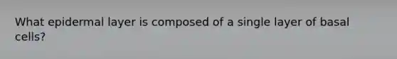 What epidermal layer is composed of a single layer of basal cells?