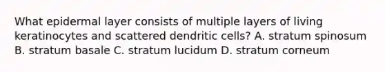 What epidermal layer consists of multiple layers of living keratinocytes and scattered dendritic cells? A. stratum spinosum B. stratum basale C. stratum lucidum D. stratum corneum