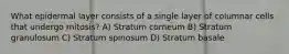 What epidermal layer consists of a single layer of columnar cells that undergo mitosis? A) Stratum corneum B) Stratum granulosum C) Stratum spinosum D) Stratum basale