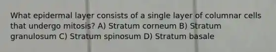 What epidermal layer consists of a single layer of columnar cells that undergo mitosis? A) Stratum corneum B) Stratum granulosum C) Stratum spinosum D) Stratum basale