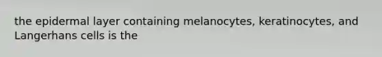 the epidermal layer containing melanocytes, keratinocytes, and Langerhans cells is the