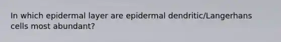 In which epidermal layer are epidermal dendritic/Langerhans cells most abundant?