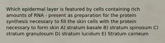 Which epidermal layer is featured by cells containing rich amounts of RNA - present as preparation for the protein synthesis necessary to fill the skin cells with the protein necessary to form skin A) stratum basale B) stratum spinosum C) stratum granulosum D) stratum lucidum E) Stratum corneum