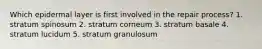 Which epidermal layer is first involved in the repair process? 1. stratum spinosum 2. stratum corneum 3. stratum basale 4. stratum lucidum 5. stratum granulosum