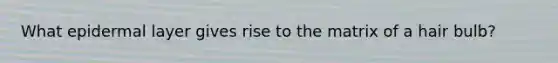 What epidermal layer gives rise to the matrix of a hair bulb?