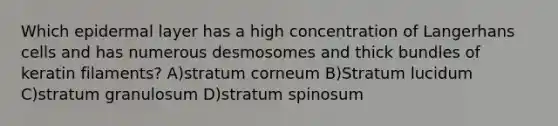 Which epidermal layer has a high concentration of Langerhans cells and has numerous desmosomes and thick bundles of keratin filaments? A)stratum corneum B)Stratum lucidum C)stratum granulosum D)stratum spinosum