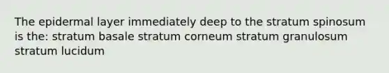 The epidermal layer immediately deep to the stratum spinosum is the: stratum basale stratum corneum stratum granulosum stratum lucidum