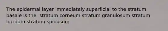 The epidermal layer immediately superficial to the stratum basale is the: stratum corneum stratum granulosum stratum lucidum stratum spinosum