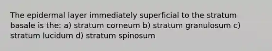 The epidermal layer immediately superficial to the stratum basale is the: a) stratum corneum b) stratum granulosum c) stratum lucidum d) stratum spinosum