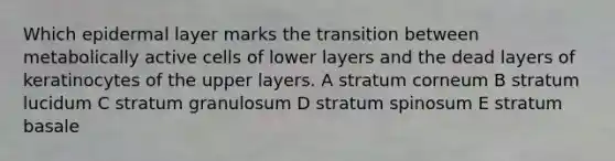 Which epidermal layer marks the transition between metabolically active cells of lower layers and the dead layers of keratinocytes of the upper layers. A stratum corneum B stratum lucidum C stratum granulosum D stratum spinosum E stratum basale