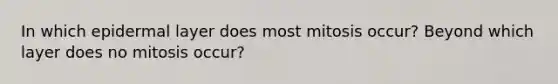 In which epidermal layer does most mitosis occur? Beyond which layer does no mitosis occur?