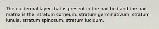 The epidermal layer that is present in the nail bed and the nail matrix is the: stratum corneum. stratum germinativum. stratum lunula. stratum spinosum. stratum lucidum.