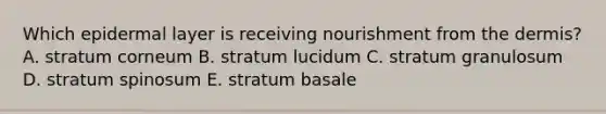 Which epidermal layer is receiving nourishment from the dermis? A. stratum corneum B. stratum lucidum C. stratum granulosum D. stratum spinosum E. stratum basale