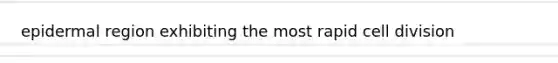 epidermal region exhibiting the most rapid cell division