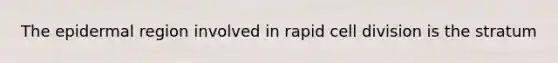 The epidermal region involved in rapid cell division is the stratum