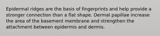 Epidermal ridges are the basis of fingerprints and help provide a stronger connection than a flat shape. Dermal papillae increase the area of the basement membrane and strengthen the attachment between epidermis and dermis.