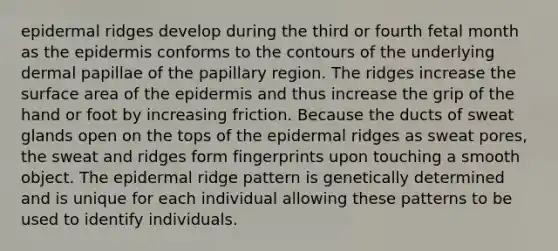 epidermal ridges develop during the third or fourth fetal month as the epidermis conforms to the contours of the underlying dermal papillae of the papillary region. The ridges increase the surface area of the epidermis and thus increase the grip of the hand or foot by increasing friction. Because the ducts of sweat glands open on the tops of the epidermal ridges as sweat pores, the sweat and ridges form fingerprints upon touching a smooth object. The epidermal ridge pattern is genetically determined and is unique for each individual allowing these patterns to be used to identify individuals.